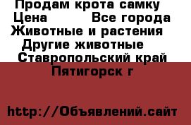 Продам крота самку › Цена ­ 200 - Все города Животные и растения » Другие животные   . Ставропольский край,Пятигорск г.